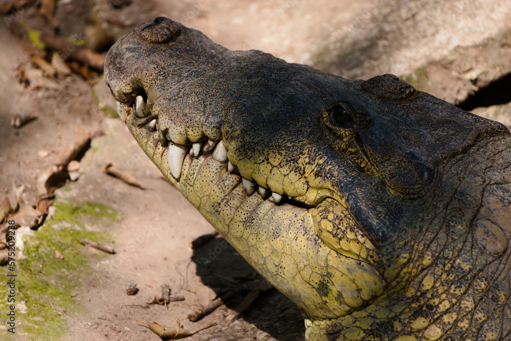Obraz premium Crocodile in the zoo