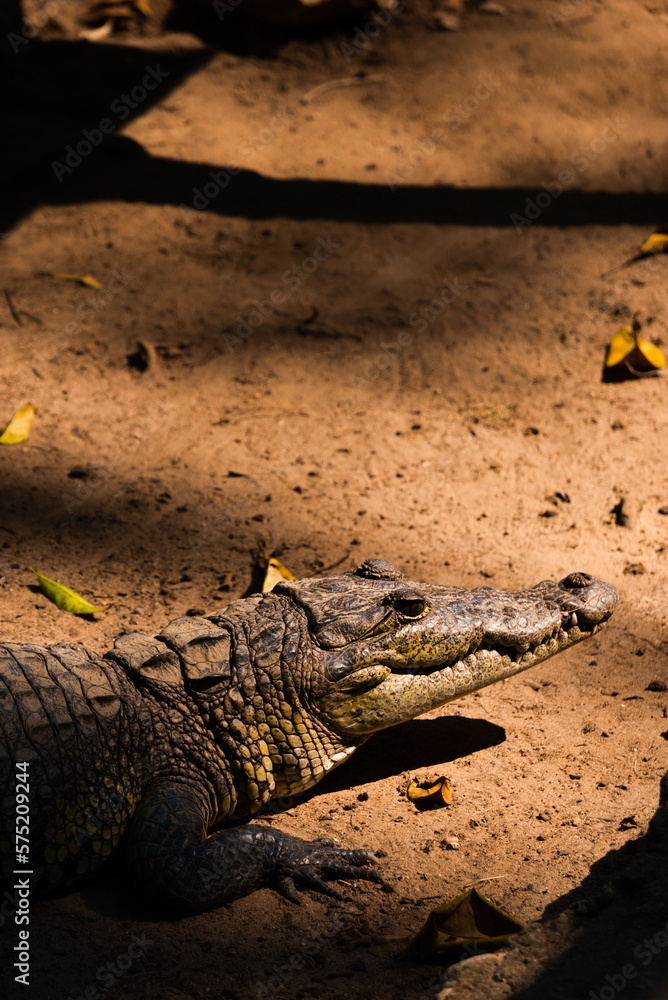 Fototapeta premium Crocodile waiting for food