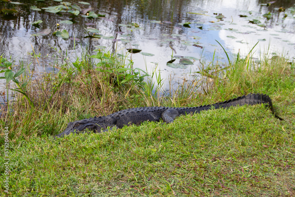 An American alligator hiding in grass and sleeping near a waterbody, Florida, United States An American alligator hiding in grass and sleeping near a waterbody, Florida, United States