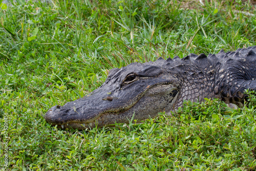 Close-up of an American alligator hiding in grass and sunning with eyes open, Florida, United States