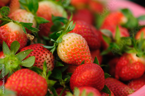 Harvest strawberry fruits  in spring garden