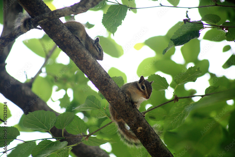 Squirrels in the Forest Squirrels in the Forest