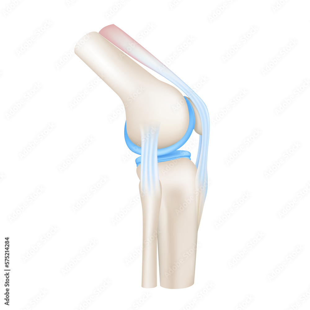 Knee joint with healthy cartilage side. ฺBone human skeleton anatomy of the body. Medical health care science concept. Realistic 3D File PNG. - obrazy, fototapety, plakaty 
