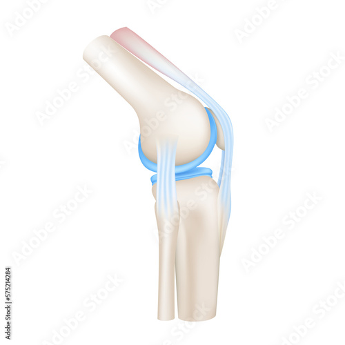 Knee joint with healthy cartilage side. ฺBone human skeleton anatomy of the body. Medical health care science concept. Realistic 3D File PNG.