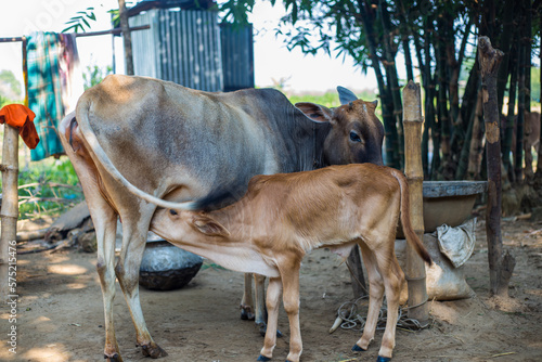 Fototapeta Naklejka Na Ścianę i Meble -  Baby cow drinking milk from mother cow. Longshot of a calf drinking milk from cow in remote village. Mother cow feeding baby calf, a newborn cow.
