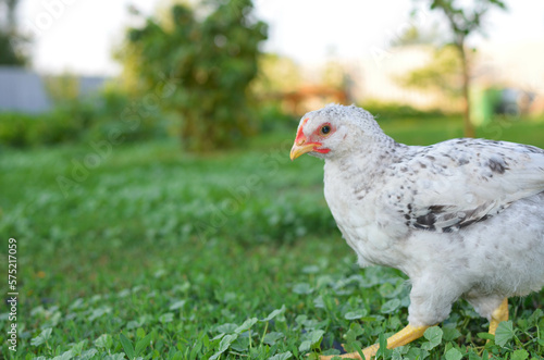 a colorful chicken walks in the farmyard © vitaly