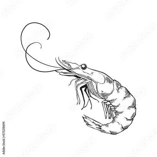 Large shrimp sketch, hand drawn prawn in engraved graphic style for fish menu restaurants and for packaging, vector
