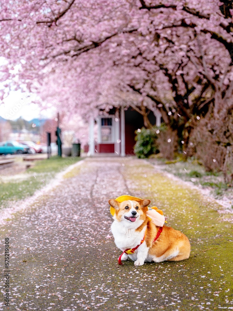A dog under cherry blossom in spring