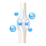 Human bone anatomy. Magnesium therapy bone protection. Help heal arthritis knee joint pain leg. Skeleton x ray scan. Medical or healthcare concept. Realistic 3D File PNG.