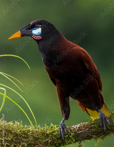 Montezuma Oropéndola
ave tropical de perfil sobre una rama 
