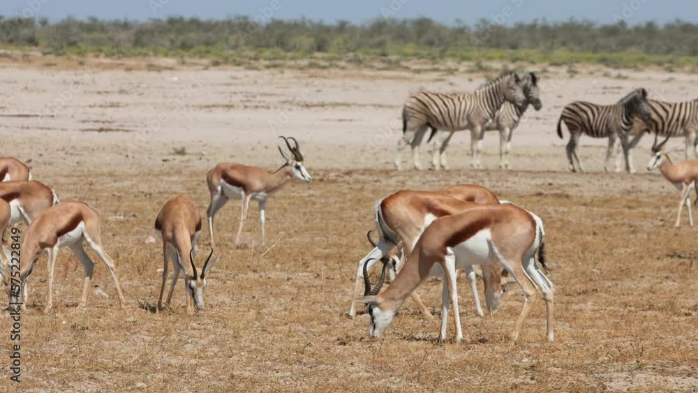 Springbok antelopes and plains zebras in heat haze on the arid plains of Etosha National Park, Namibia Springbok antelopes and plains zebras in heat haze on the arid plains of Etosha National Park, Namibia