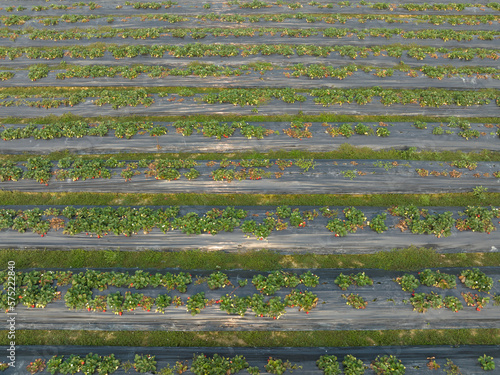 Strawberry fruits in growth in garden