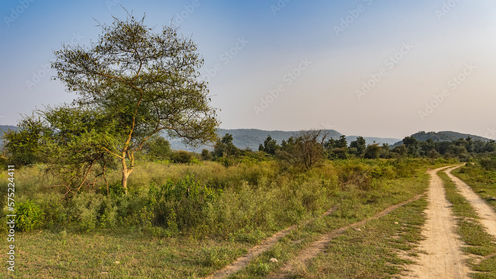 The dirt road for safari goes into the distance. Ruts are visible on the ground. Trees on the roadsides in green grass. In the distance- mountains against the blue sky. India. Sariska National Park