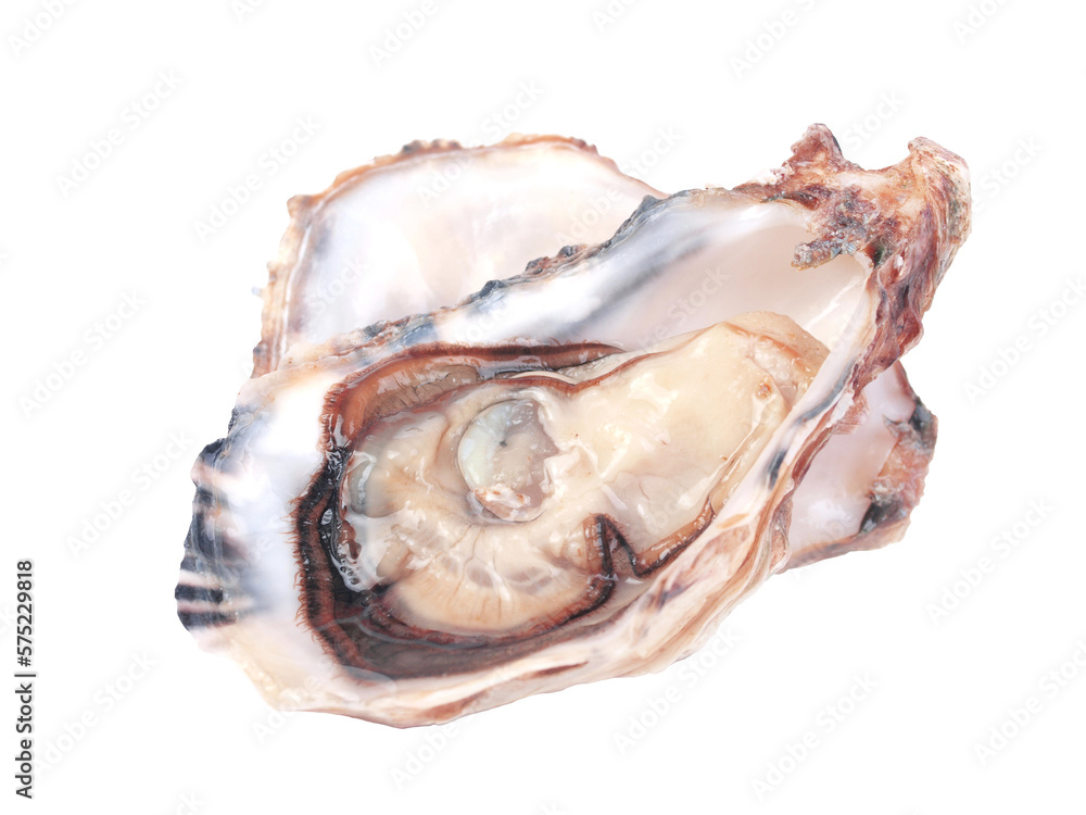 Oyster isolated on white