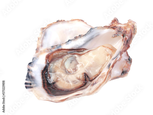 Oyster isolated on white