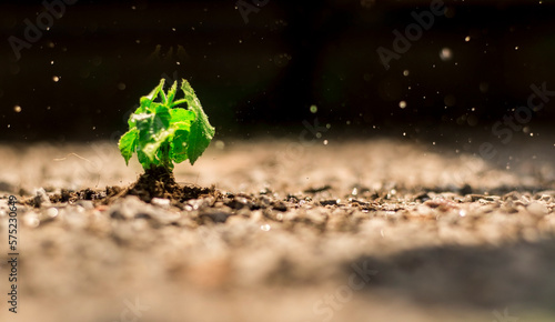 Small natural green plant growing on soil and watering or raining, environment and science concept.