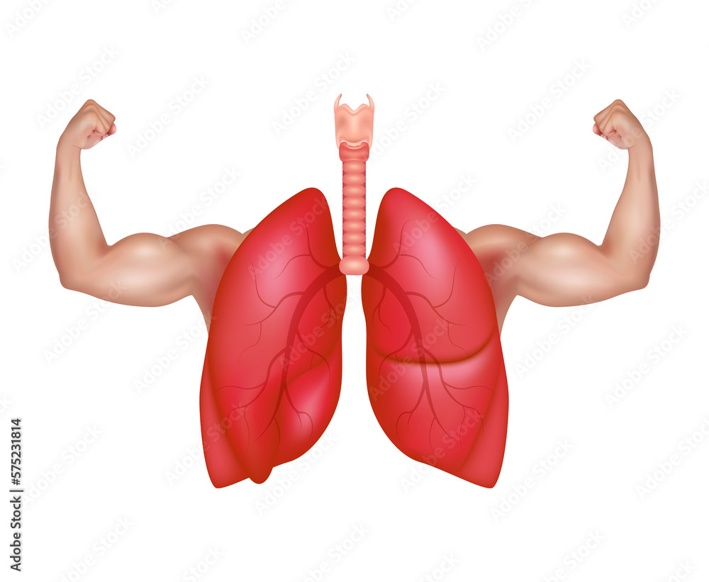 Strong healthy human lungs and powerful cardiovascular with arms