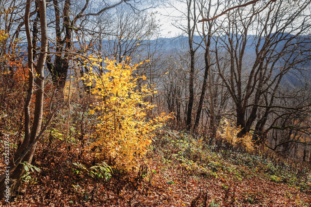 Obraz premium Journey. Autumn background. Amazing forest with bright foliage. Autumn landscape with autumn leaves and warm light illuminating the golden foliage. A trail on the background of autumn forest nature.