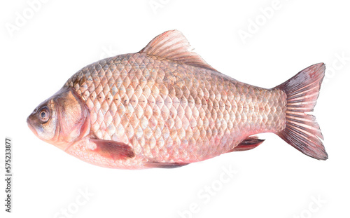 Fish crucian isolated on white