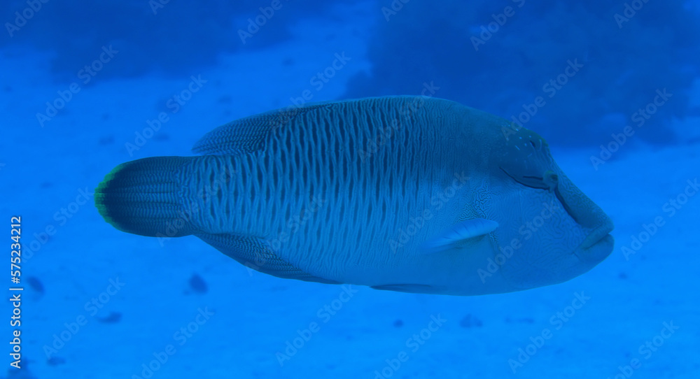 tropical fish on a coral reef underwater wildlife tropical fish on a coral reef underwater wildlife