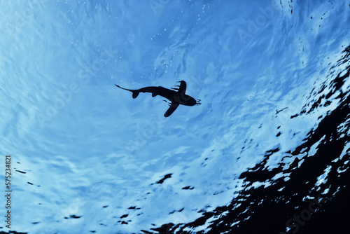 Fototapeta Naklejka Na Ścianę i Meble -  shark view from the depth silhouette, shadow, underwater photo, fear predator phobia