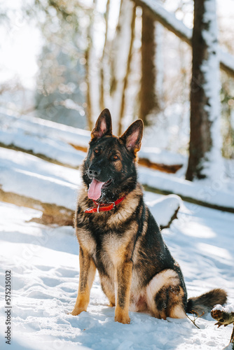 german shepherd dog © Agustn