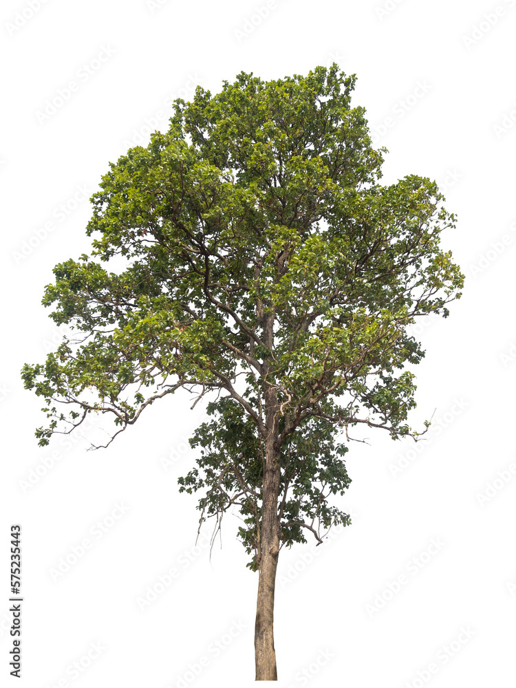PNG tree with removed original background for easy to drag and drop in new project  