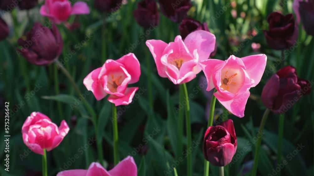 Tulips garden multicolored close-up in the wind. Atmospheric spring natural background. A bright sunny warm day. The flower heads are waving in the flowerbed. Blurred park background, selective focus Tulips garden multicolored close-up in the wind. Atmospheric spring natural background. A bright sunny warm day. The flower heads are waving in the flowerbed. Blurred park background, selective focus