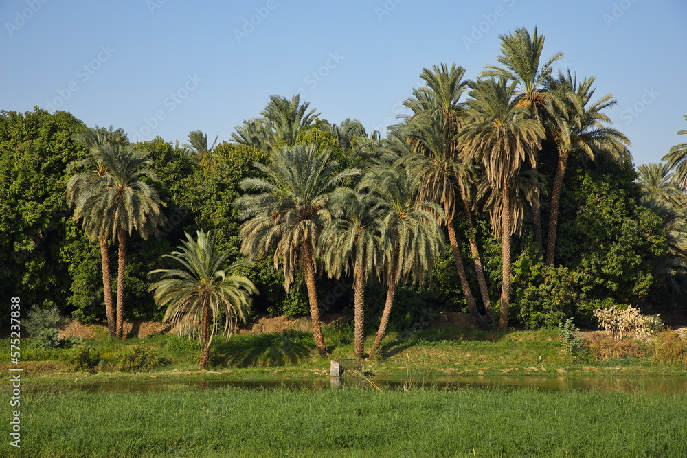 Palm trees on the shore of Nile in Egypt, Africa
Palm trees on the shore of Nile in Egypt, Africa