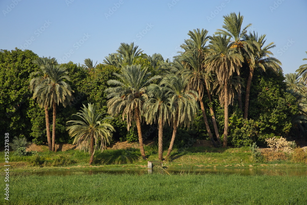 Palm trees on the shore of Nile in Egypt, Africa
