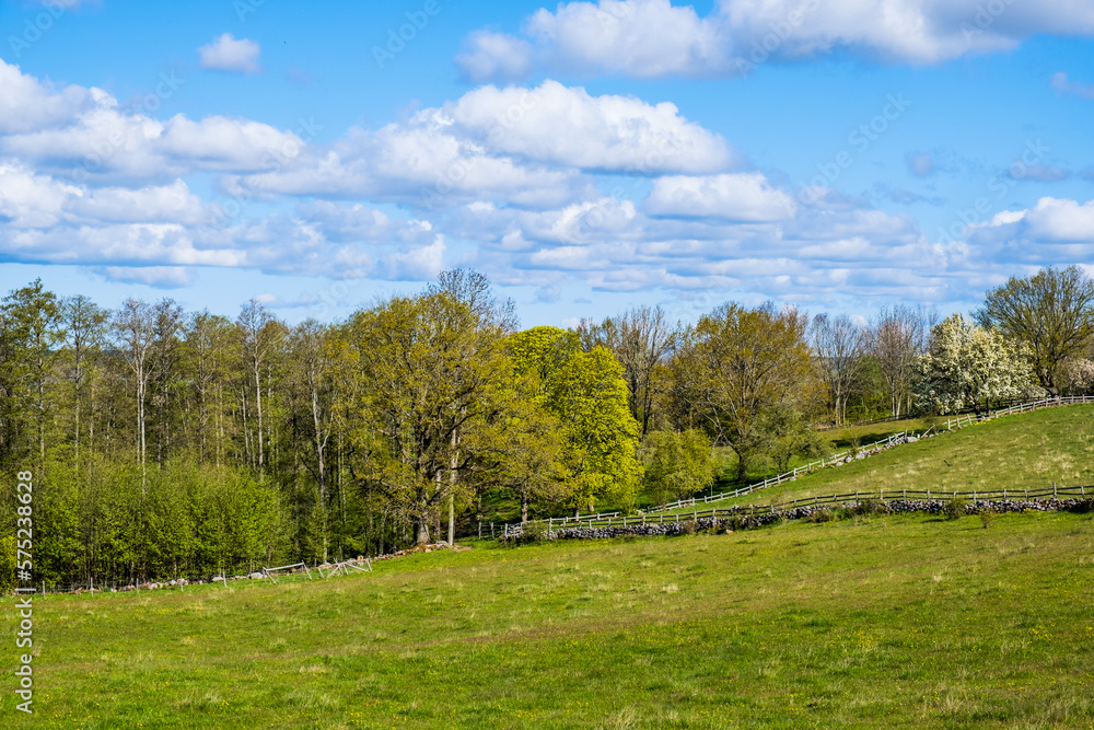Rural landscape view with budding trees  at spring
