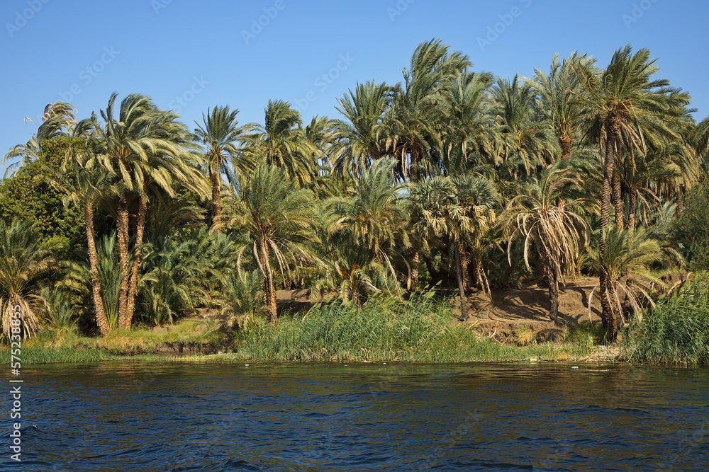 Palm trees on the shore of Nile in Egypt, Africa
