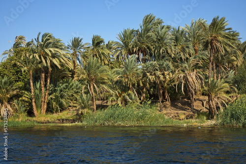 Palm trees on the shore of Nile in Egypt  Africa 