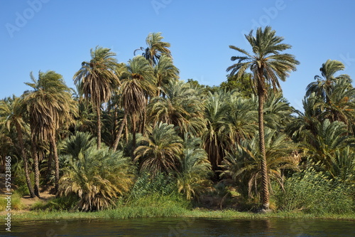 Palm trees on the shore of Nile in Egypt  Africa 