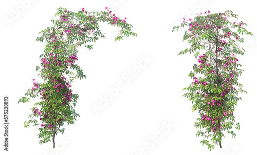 A variety of trees and plants on a transparent background © jomphon