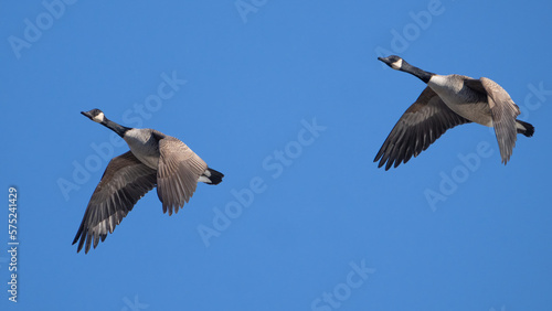 Two Canada Geese Flying in Formation