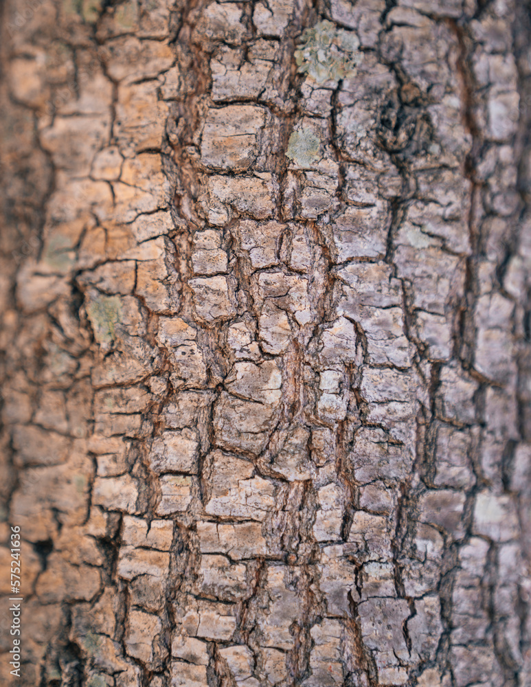 texture closeup tree wood nature texture closeup tree wood nature