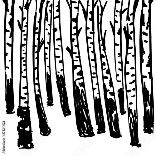 Birch trees. Vector background. Hand drawn vector illustration in sketch style. Nature template.