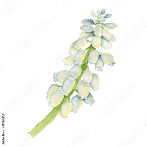 Snow-white muscaria flower on a white background. Spring flower in watercolor for postcards, invitations, posters