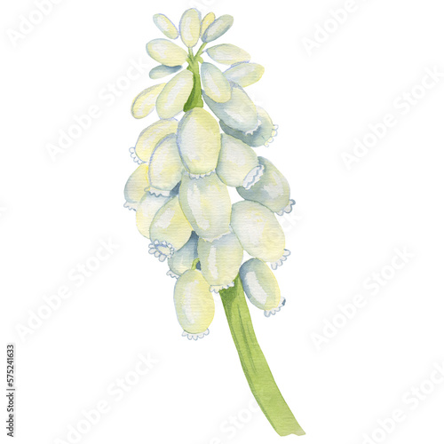 Snow-white muscaria flower on a white background. Spring flower in watercolor for postcards, invitations, posters