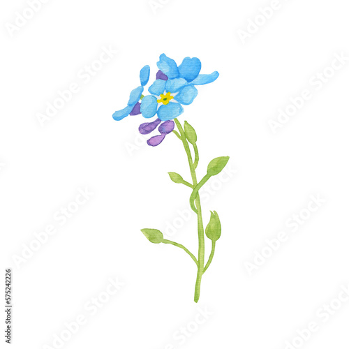 Blue forget-me-not flower on white background. Watercolor spring flower