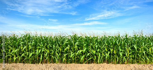 Foto Panoramic view of Corn field plantation with blue sky background.