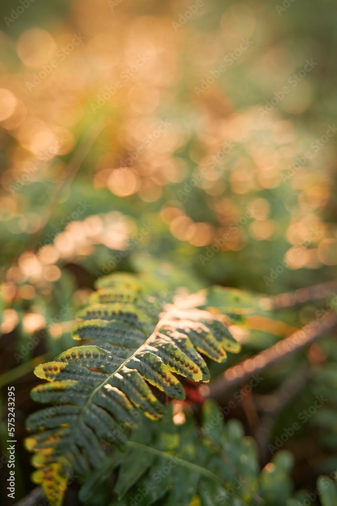 fern close up with strong sunlight in the forest fern close up with strong sunlight in the forest