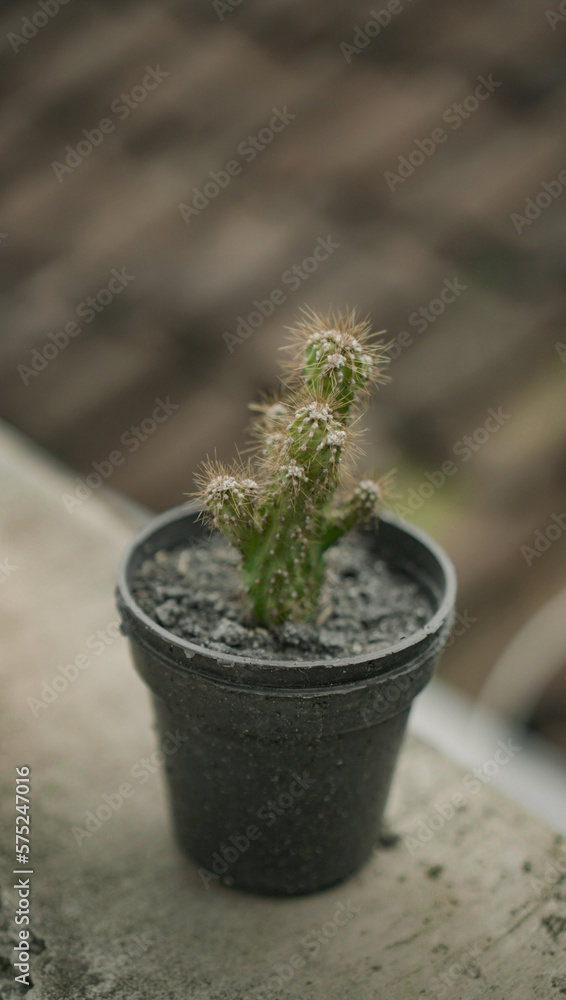 Cactus in a plant pot Cactus in a plant pot