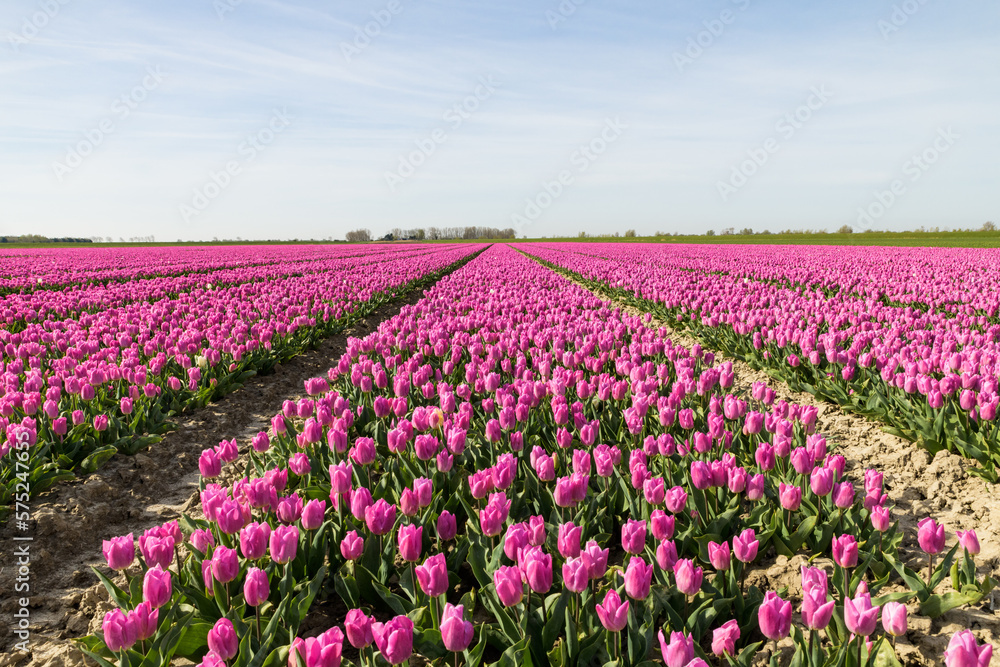 Rows with flowering pink tulips in a field on a sunny day during spring at Goeree-Overflakkee in the Netherlands.