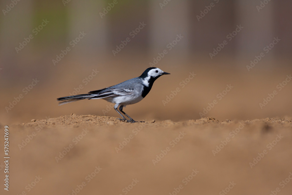 Fototapeta premium little bird watching on the ground, White Wagtail, Motacilla alba