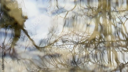 Wallpaper Mural ripples of tree branches in the water trough with the effect of reflection Torontodigital.ca