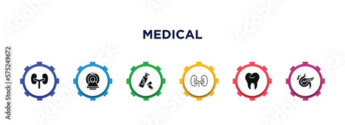 medical filled icons with infographic template. glyph icons such as kidneys, scan, gum, kidney, tooth, pancreas vector.