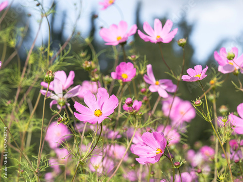 A group of Cosmos bipinnatus flowers growing in a forest garden with big dark spruce trees on a background, selective focus
