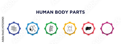 human body parts filled icons with infographic template. glyph icons such as small intestine, immune system, human spine, female hips and waist, eye with lashes, human liver vector.